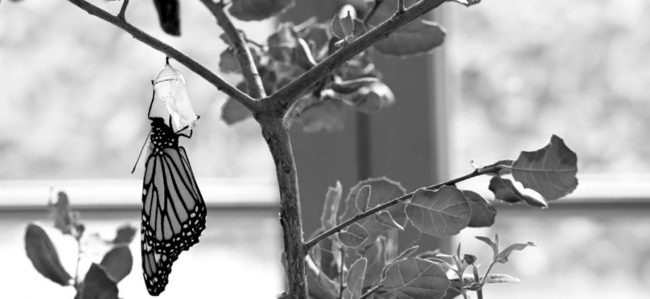Alan’s Butterfly